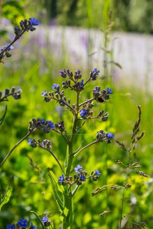 Photo for Anchusa officinalis, Alkanet, Common bugloss. Summer, dawn. Dew drops lie on the plant. Beautiful green background. - Royalty Free Image
