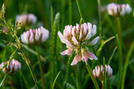 Photo for White clover flowers. Fabaceae perennial plants. April-July is the flowering season, and it is also a feed, green manure and nectar plant. - Royalty Free Image