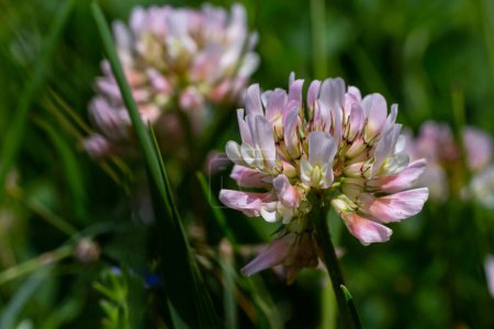 Photo for White clover flowers. Fabaceae perennial plants. April-July is the flowering season, and it is also a feed, green manure and nectar plant. - Royalty Free Image