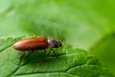 Photo for Closeup on a brown hairy clicking beetle, Athous haemorrhoidalis, sitting on a green leaf in the forrest. - Royalty Free Image
