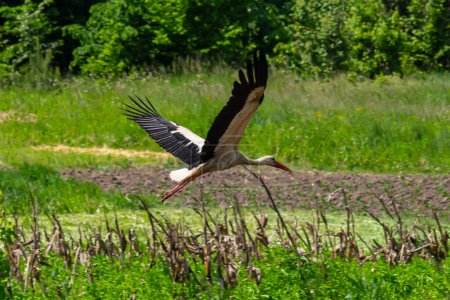 White stork, Ciconia ciconia bird is hunting on grassy swamp.