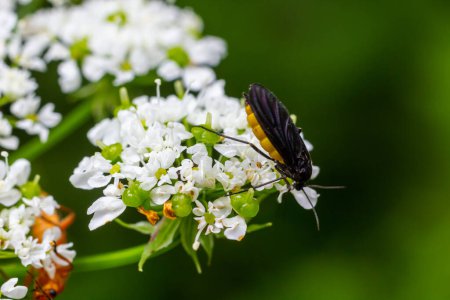 Téléchargez les photos : Champignon noir Gnat, Sciara thomae, sur fleurs blanches sur fond vert flou. - en image libre de droit