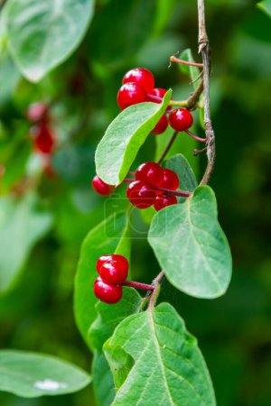 Foto de Festive Holiday Honeysuckle Branch with Red Berries Lonicera xylosteum. - Imagen libre de derechos