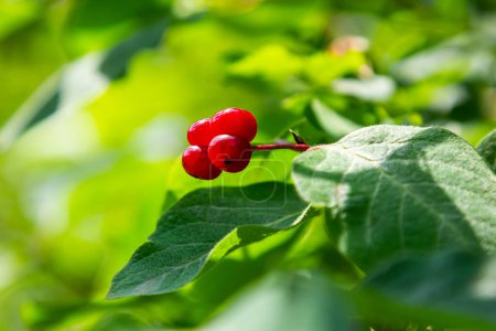 Foto de Festive Holiday Honeysuckle Branch with Red Berries Lonicera xylosteum. - Imagen libre de derechos