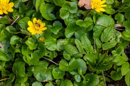 Téléchargez les photos : Ficaria verna, petite chélandine, pilewort ou ranunculus ficaria fleurs jaunes printanières rapprochées. Fond printanier des fleurs. - en image libre de droit