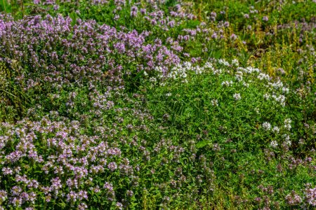 Blühend duftender Thymus serpyllum, Breckland wilder Thymian, Kriechthymian oder Elfenthymian Nahaufnahme, Makrofoto. Schöne Nahrungsmittel und Heilpflanzen auf dem Feld am sonnigen Tag.