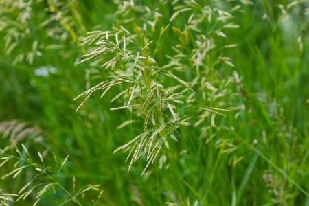 Téléchargez les photos : Brome d'herbe céréalière pousse dans la nature. - en image libre de droit
