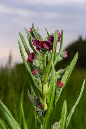 Foto de En la naturaleza, Cynoglossum officinale florece entre las hierbas. Un primer plano de las coloridas flores del sedum común en un hábitat típico. - Imagen libre de derechos
