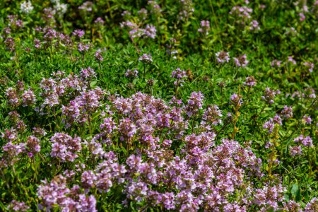 Photo for Blossoming fragrant Thymus serpyllum, Breckland wild thyme, creeping thyme, or elfin thyme close-up, macro photo. Beautiful food and medicinal plant in the field in the sunny day. - Royalty Free Image