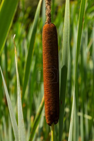 Photo for Typha wildplant at pond, Sunny summer day. Typha angustifolia or cattail. - Royalty Free Image
