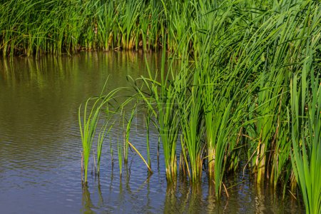 Foto de Typha Wildplant en el estanque, día soleado de verano. Typha angustifolia o rabo. - Imagen libre de derechos