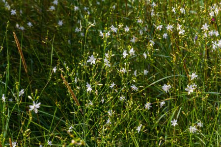 Photo for Fragile white and yellow flowers of Anthericum ramosum, star-shaped, growing in a meadow in the wild, blurred green background, warm colors, bright and sunny summer day. - Royalty Free Image
