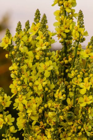 Photo for Verbascum densiflorum the well-known dense-flowered mullein. - Royalty Free Image