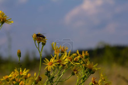 Photo for Yellow flowers of Senecio vernalis closeup on a blurred green background. Selective focus. - Royalty Free Image