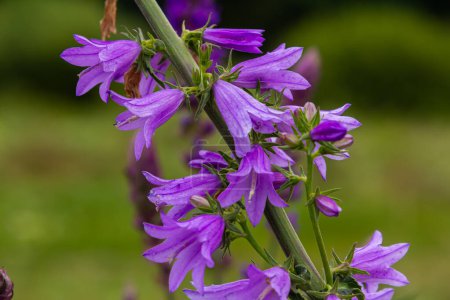 Téléchargez les photos : Fleur cloche groupée Campanula glomerata fleurissant dans la nature. - en image libre de droit