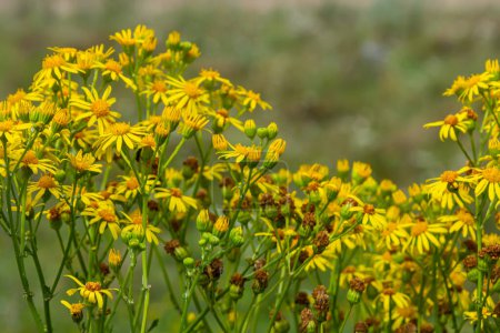 Photo for Yellow flowers of Senecio vernalis closeup on a blurred green background. Selective focus. - Royalty Free Image