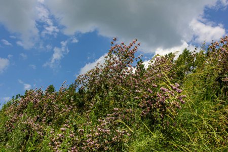 Foto de Phlomis Phlomoides tuberosa flores silvestres sobre fondo verde claro. Tallos rojos oscuros con verticilos arquitectónicos de flores de color rosa lila y hojas peludas arrugadas. - Imagen libre de derechos