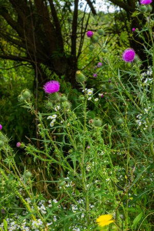 Téléchargez les photos : Gros plan vertical sur une fleur de chardon violet coloré, Cirsium vulgare. - en image libre de droit