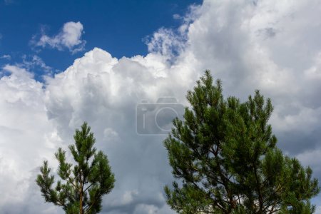 Foto de Ramas de pino en un día de primavera sobre el fondo del cielo con nubes. - Imagen libre de derechos