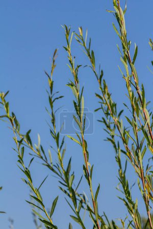 Photo for Salix purpurea purple willow or osier is a species of Salix native to most of Europe. Purple willow catkin, Salix purpurea. - Royalty Free Image