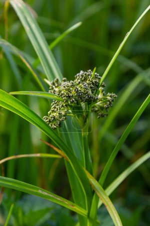 Photo for Scirpus sylvaticus is a species of flowering plant in the Cyperaceae family. - Royalty Free Image