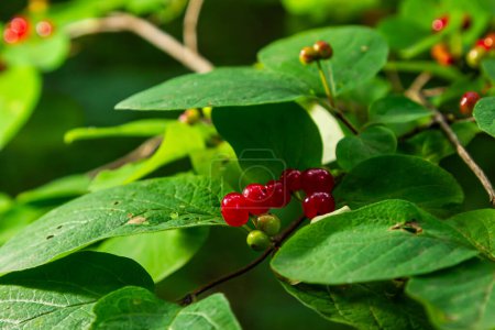 Photo for Festive Holiday Honeysuckle Branch with Red Berries Lonicera xylosteum. - Royalty Free Image