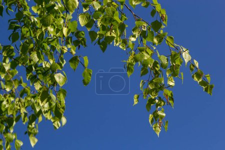 Foto de Vista de cerca de los amentos amarillos florecientes en un árbol de abedul del río betula nigra en primavera, con fondo de cielo azul. - Imagen libre de derechos