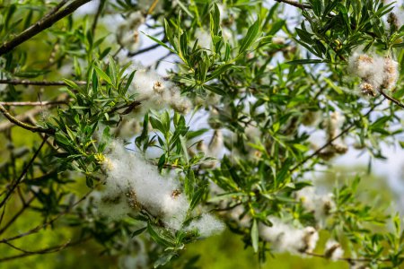 Téléchargez les photos : Salix atrocinerea. Gros plan d'une branche de salce Jack avec les chatons femelles matures, les graines et les feuilles. - en image libre de droit