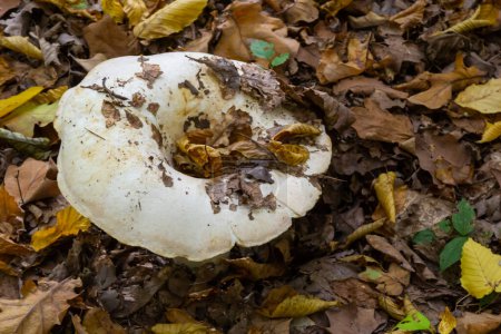 Téléchargez les photos : Lactifluus vellereus anciennement Lactarius vellereus champignon dans la forêt. - en image libre de droit