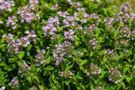 Photo for Blossoming fragrant Thymus serpyllum, Breckland wild thyme, creeping thyme, or elfin thyme close-up, macro photo. Beautiful food and medicinal plant in the field in the sunny day. - Royalty Free Image