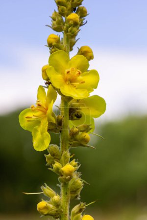 Photo for Verbascum densiflorum the well-known dense-flowered mullein. - Royalty Free Image