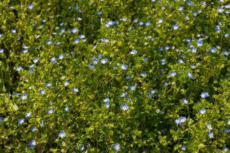 Photo for Summer background with blue flowers veronica chamaedrys. Blue flower bloom on green grass, spring background. - Royalty Free Image