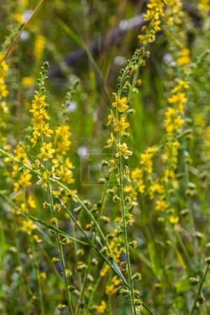 Photo for Summer in the wild among wild grasses is blooming agrimonia eupatoria. - Royalty Free Image