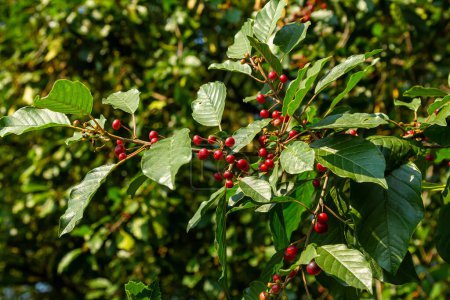Téléchargez les photos : Branches de Frangula alnus avec des baies noires et rouges. Fruits de Frangula alnus
. - en image libre de droit