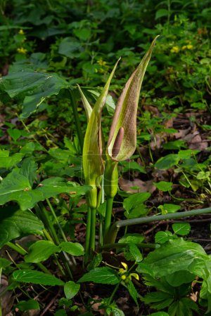 Photo for Cuckoopint or Arum maculatum arrow shaped leaf, woodland poisonous plant in family Araceae. arrow shaped leaves. Other names are nakeshead, adder's root, arum, wild arum, arum lily, lords-and-ladies. - Royalty Free Image