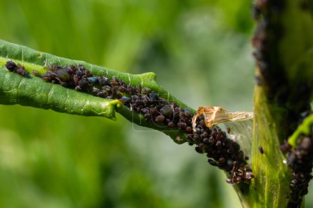 Foto de El pulgón de frijol negro Aphis fabae es un miembro del orden Hemiptera. Otros nombres comunes incluyen mosca negra, pulgón de frijol y pulgón de hoja de remolacha. Es plaga de muchos cultivos. - Imagen libre de derechos