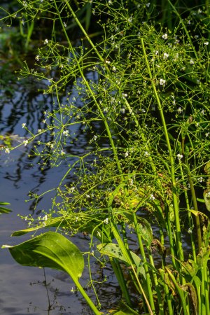 Photo for Phreatophyte. American water plantain Alisma plantago-aquatica in swampy-forest river water. Northeast Europe grow on river bank washed away by current, spring water erosion. - Royalty Free Image