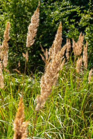 Photo for Inflorescence of wood small-reed Calamagrostis epigejos on a meadow. - Royalty Free Image