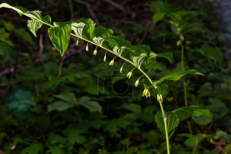 Téléchargez les photos : Polygonatum multiflorum est une espèce d'amphibiens de la famille des Asparagaceae.. - en image libre de droit