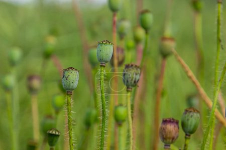 Photo for Closeup of Seedpods of te corn poppy flower, selective focus with beige boke background - Papaver rhoeas . - Royalty Free Image