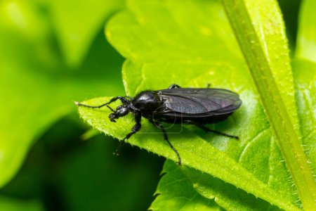 Foto de Bibio marci es una mosca de la familia Bibionidae llamada March flies and lovebugs. Las larvas de estos insectos viven en el suelo y las raíces dañadas de las plantas. - Imagen libre de derechos