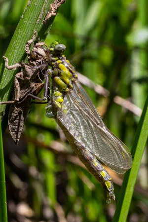 Foto de Cáscara gris libélula larval. Exuvia ninfal de Gomphus vulgatissimus. Los filamentos blancos que cuelgan de la exuvia son forros de traqueas. Exuviae, cubierta exterior seca en la hoja de hierba. - Imagen libre de derechos