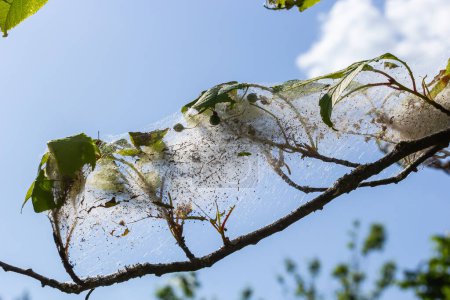 Photo for Group of Larvae of Bird-cherry ermine Yponomeuta evonymella pupate in tightly packed communal, white web on a tree trunk and branches among green leaves in summer. - Royalty Free Image