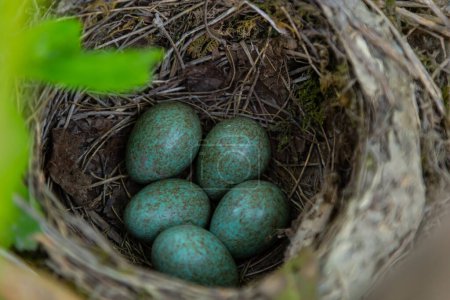 Photo for Nest of a thrush with blue eggs on a branch of a bush in spring. - Royalty Free Image