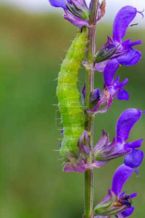 Caterpillar sliding along a stalk of sage with green background.