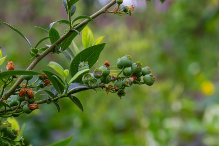 Photo for Green blueberries, Vaccinium corymbosum, ripening fruit on a blueberry bush, close-up view . - Royalty Free Image