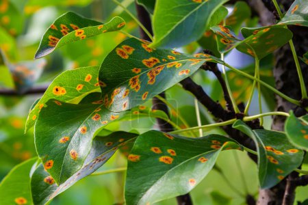 Photo for Pear leaves with pear rust infestation. - Royalty Free Image