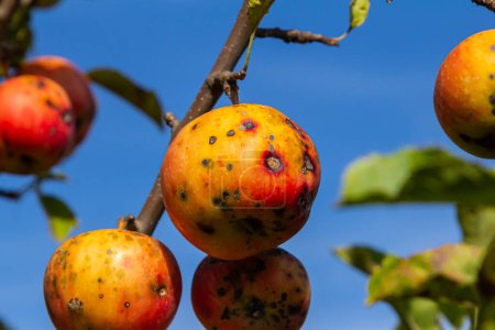 Photo for A Stack Of apple scab Diseases and Symptoms with Apple trees. - Royalty Free Image