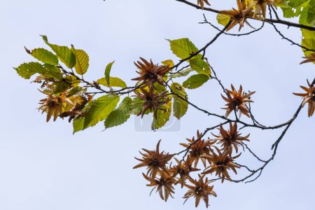 Téléchargez les photos : Branche d'un charme Carpinus betulus avec inflorescence pendante et feuilles en automne, foyer sélectionné, profondeur de champ étroite, espace de copie dans le fond flou. - en image libre de droit
