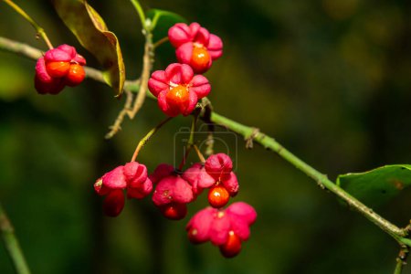 Foto de Euonymus europaeus huso común europeo maduración capsular frutos de otoño, de color rojo a púrpura o rosa con semillas de naranja, hojas otoñales de colores. - Imagen libre de derechos